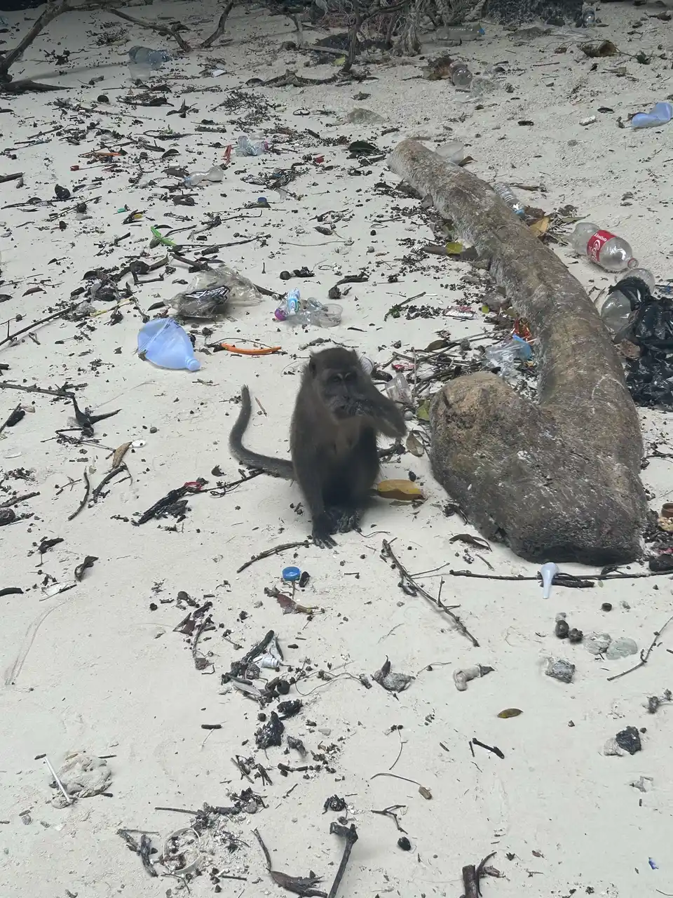 Phuket, Thailand photo 14 - Phi Phi 2 Monkey Island