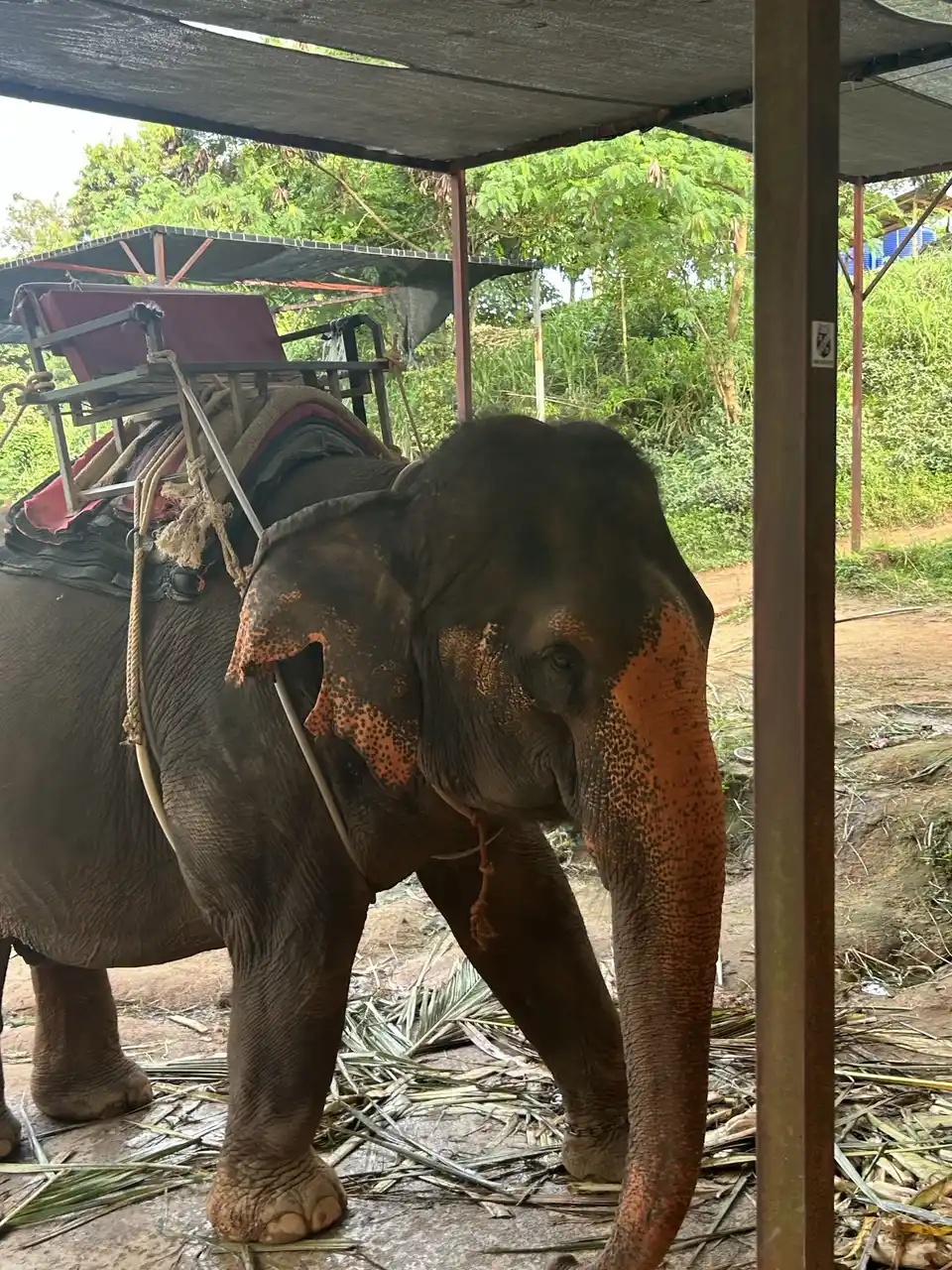 Phuket, Thailand photo 5 - Elephant 2