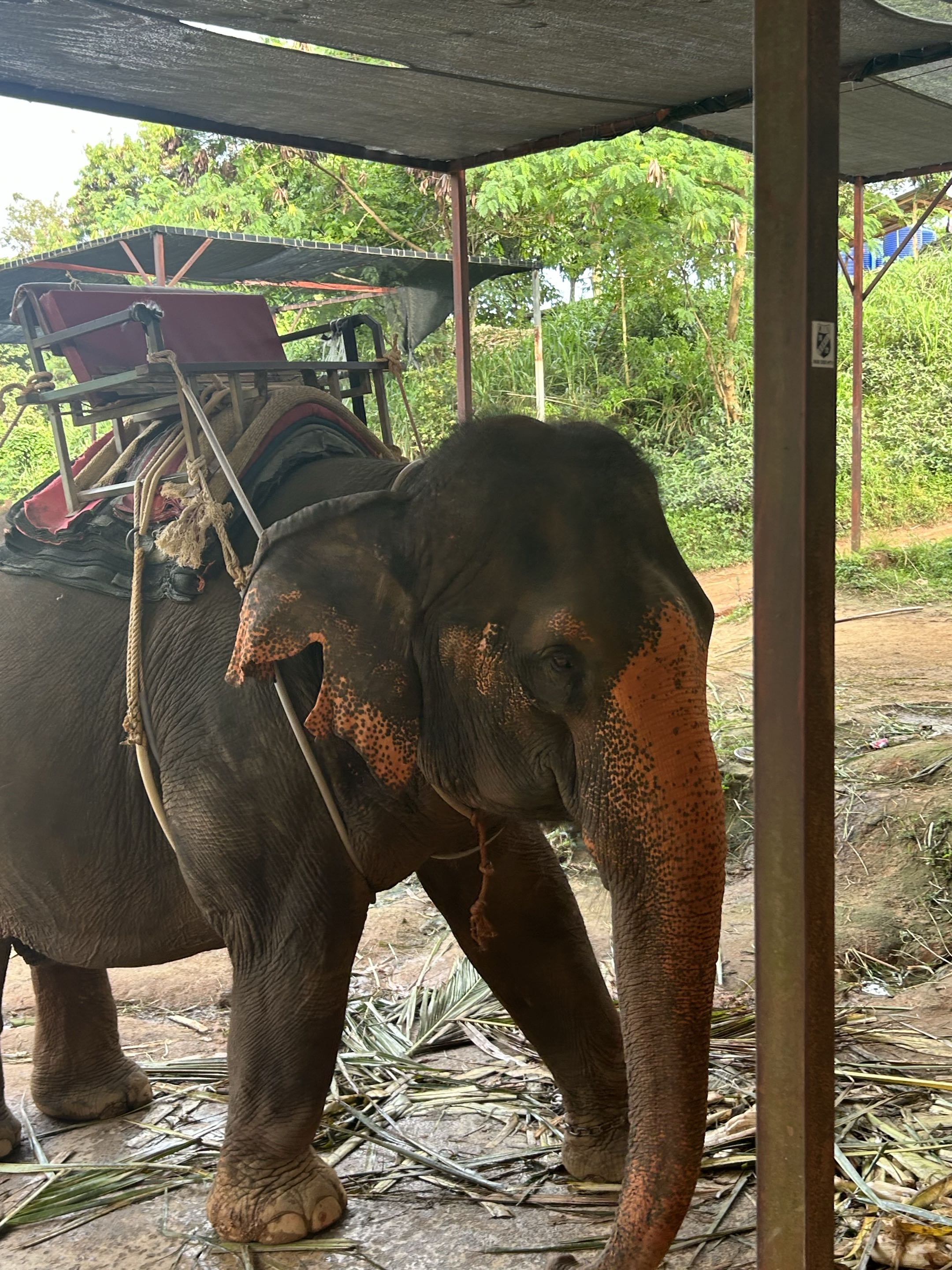 Phuket, Thailand photo 5 - Elephant