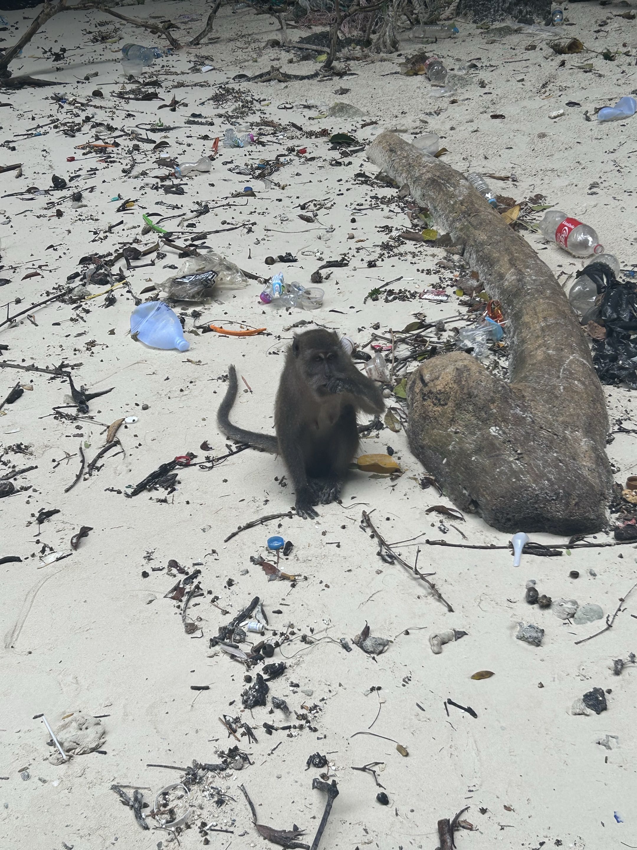 Phuket, Thailand photo 14 - Phi Phi 2 Monkey Island